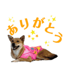 犬と猫、ムカつき可愛い時々コワい2.0（個別スタンプ：14）
