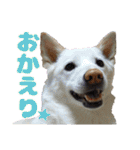 犬と猫、ムカつき可愛い時々コワい2.0（個別スタンプ：16）
