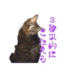 犬と猫、ムカつき可愛い時々コワい2.0（個別スタンプ：17）