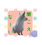 犬と猫、ムカつき可愛い時々コワい2.0（個別スタンプ：18）