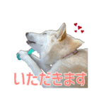 犬と猫、ムカつき可愛い時々コワい2.0（個別スタンプ：19）