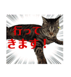犬と猫、ムカつき可愛い時々コワい2.0（個別スタンプ：20）
