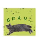 犬と猫、ムカつき可愛い時々コワい2.0（個別スタンプ：22）