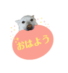 犬と猫、ムカつき可愛い時々コワい2.0（個別スタンプ：23）