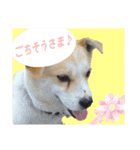 犬と猫、ムカつき可愛い時々コワい2.0（個別スタンプ：25）