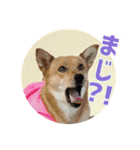 犬と猫、ムカつき可愛い時々コワい2.0（個別スタンプ：29）