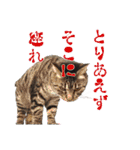 犬と猫、ムカつき可愛い時々コワい2.0（個別スタンプ：30）