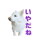 犬と猫、ムカつき可愛い時々コワい2.0（個別スタンプ：31）