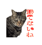 犬と猫、ムカつき可愛い時々コワい2.0（個別スタンプ：32）