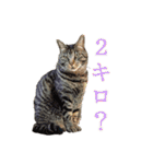 犬と猫、ムカつき可愛い時々コワい2.0（個別スタンプ：33）