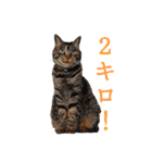 犬と猫、ムカつき可愛い時々コワい2.0（個別スタンプ：34）