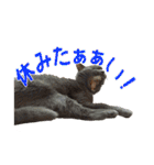 犬と猫、ムカつき可愛い時々コワい2.0（個別スタンプ：36）