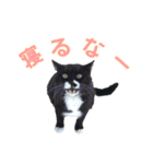 犬と猫、ムカつき可愛い時々コワい2.0（個別スタンプ：38）