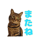 犬と猫、ムカつき可愛い時々コワい2.0（個別スタンプ：39）