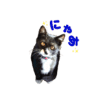犬と猫、ムカつき可愛い時々コワい2.0（個別スタンプ：40）