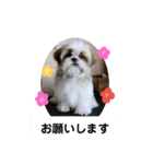 ぽお太郎君日常スタンプ（個別スタンプ：1）