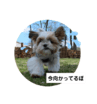 ぽお太郎君日常スタンプ（個別スタンプ：4）
