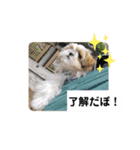 ぽお太郎君日常スタンプ（個別スタンプ：5）