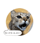 おとたんの日常スタンプ（個別スタンプ：3）