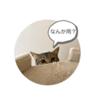 おとたんの日常スタンプ（個別スタンプ：5）