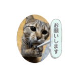 おとたんの日常スタンプ（個別スタンプ：8）