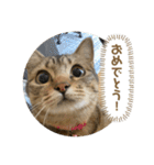 おとたんの日常スタンプ（個別スタンプ：9）