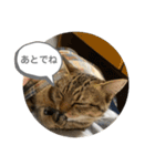 おとたんの日常スタンプ（個別スタンプ：10）