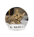 おとたんの日常スタンプ（個別スタンプ：13）
