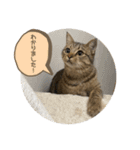 おとたんの日常スタンプ（個別スタンプ：15）