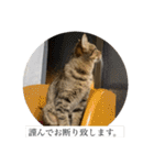 おとたんの日常スタンプ（個別スタンプ：17）