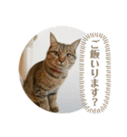 おとたんの日常スタンプ（個別スタンプ：18）
