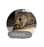 おとたんの日常スタンプ（個別スタンプ：22）