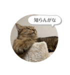 おとたんの日常スタンプ（個別スタンプ：23）