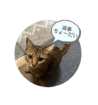 おとたんの日常スタンプ（個別スタンプ：28）