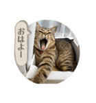 おとたんの日常スタンプ（個別スタンプ：33）