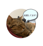 おとたんの日常スタンプ（個別スタンプ：37）