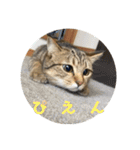 おとたんの日常スタンプ（個別スタンプ：40）