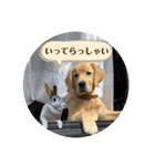 Living with ELLE.（個別スタンプ：8）