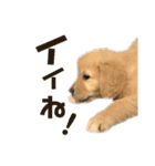 Living with ELLE.（個別スタンプ：19）