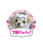 まりもは垂れ耳チワワ（個別スタンプ：5）