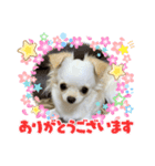 まりもは垂れ耳チワワ（個別スタンプ：6）