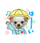 まりもは垂れ耳チワワ（個別スタンプ：7）