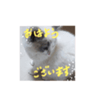 ほのぼの猫シェリル＆ローランド日常 挨拶（個別スタンプ：1）