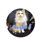 ほのぼの猫シェリル＆ローランド日常 挨拶（個別スタンプ：2）