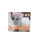 ほのぼの猫シェリル＆ローランド日常 挨拶（個別スタンプ：3）