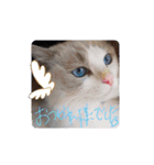 ほのぼの猫シェリル＆ローランド日常 挨拶（個別スタンプ：6）