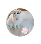 ほのぼの猫シェリル＆ローランド日常 挨拶（個別スタンプ：7）