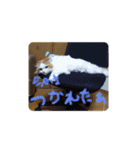 ほのぼの猫シェリル＆ローランド日常 挨拶（個別スタンプ：8）
