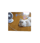 ほのぼの猫シェリル＆ローランド日常 挨拶（個別スタンプ：9）