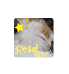 ほのぼの猫シェリル＆ローランド日常 挨拶（個別スタンプ：13）